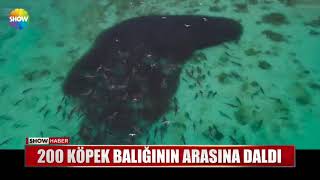 200 Köpek balığının arasına daldı