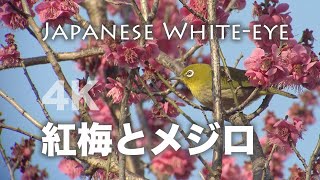 野鳥撮影・ 野鳥動画・紅梅にメジロ（梅ジロー）4K