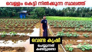 മഴ വെള്ളത്തിലെ വെണ്ട കൃഷി 😳 Venda Krishi | Ladies finger cultivation