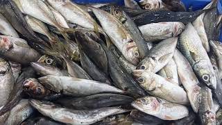 HORSE MACKEREL Trachurus trachurus YEMEN  FAO 51