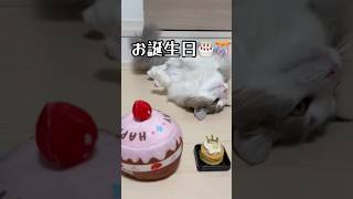 誕生日を祝ってもらい、嬉し過ぎてひっくり返る猫 #shorts #猫動画 #cat