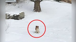 犬は雪の中待ち続けていた。寒空の下で飼い主が来るのを待つ犬の忠誠心に心打たれる【感動】