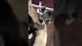 Husky  puppy Ethiopian