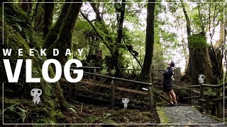 【屋久島旅行】屋久島の屋久杉ランドでコダマを訪ねる［西武林道で猿と鹿の大群に遭遇］