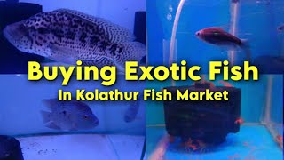 Kolathur Market 💥 வேற லெவல் 🦈 Exotic Fish