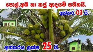 Coconut land for Sale in sri lanka/Lankawe pol idam/Coconut land for sale in puththalam/Pol wathu