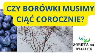 Czy borówki musimy ciąć corocznie?