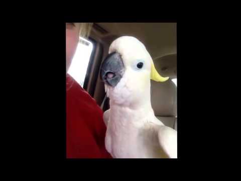 allahuakbar parrot allahuakbar parrot