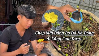 Ghép Mai Bằng Bo Đả Nở Bông Ai Cũng Làm Được - Mai Vàng Duy Hiếu