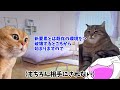 【d2メガテン】猫ミームで表現する新規d2プレイヤーの悲劇【女神転生】【猫ミーム】