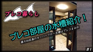 プレコ部屋の水槽を紹介　プレコ暮らし#1