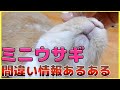 【うさぎの飼い方】ミニうさぎをお迎えする人向けに疑問を解説