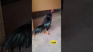 #aseel #ayambangkok #birds #aseelmurgha #hen #chicken #rooster #bird #kingshamo