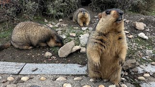 Chubby Himalayan Marmot Relishes Juicy Pears!