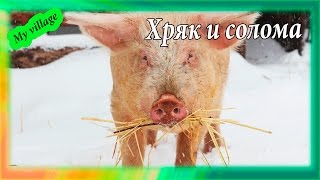 Хряк и солома