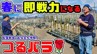 【春に即戦力になる!つるバラ】についてお話しします【高木大輔さん】