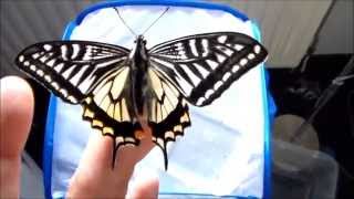 Papilio xuthus (Chinese swallowtail)