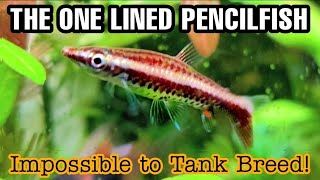 Species Spotlight: The One Lined Pencilfish. The Impossible to Breed. Nannostomus unifasciatus