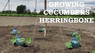 Growing CUCUMBERS  Herringbone (Part 1)