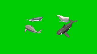 green screen real whale || chromakey || whale animation || copyrightfree