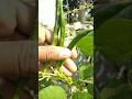 Look friends, fresh beans #nature #farming #beans #shorts