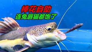 幾百條飼料魚，光靠我是吃不完的，還得給大型魚吃 #觀賞魚 #水族 #養魚 #餵魚