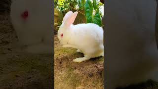 සුදු බෝලයක් එයා 😍🤩🥰 cute bunny 🤩🤩 #trending #youtubeshorts #viral