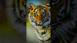 Tiger Attack You Should Never Watch, Animal Attack #shorts #wildlife #travel #animals #attack