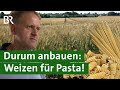 Besondere Sorte: Hartweizen regional anbauen - ist das schwierig? | Durum | Unser Land | BR