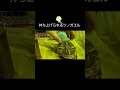 ①持ち上げられるツノガエル2025.1.7 frog pacmanfrog クランウェルツノガエル ツノガエル カエル