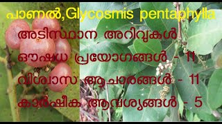 പാണൽ | കുറുംപാണൽ | പാഞ്ചി | പാണ | ആനം | കാട്ടുകൊഞ്ചി | ginberry | orangeberry |Glycosmis pentaphylla