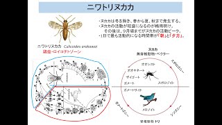 動物感染症6回対面鳥類2022秋 edit