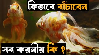 Swim Blader Deasece || মাছের উল্টো সাতার কাটা ও এক জায়গায় বসে থাকা সমস্যার কারণ ও সমাধান