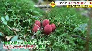 まるでイチゴ？それとも妖精？　奄美の森で発見！　珍しい植物たち　鹿児島・奄美大島（2022.12.09）