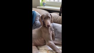 When your dog is tired of being filmed [Weimaraner edition]