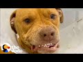 Scared, Growling Pittie Transforms Into A Lovebug | The Dodo