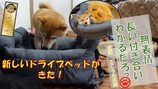 Shiba Inu who bought a new drive bed but is too poor at emotional expression