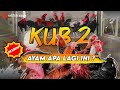 AYAM KUB 2...AYAM APA LAGI INI ? | REVIEW AYAM EPS 1