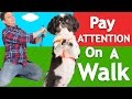 How to Teach ANY Dog to Walk Nicely on Leash!