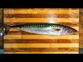 How to fillet a Mackerel by Fishmonger Apprentice. (Scomber scombrus) | The Fishmongers