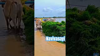 நான் ஒரு 🌾விவசாயி🫅அப்போ நீங்க❤️ #நான் விவசாயி #viral #trending #shorts #shortsfeed