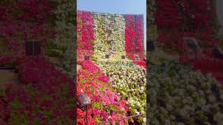 The flower wall #flowershow #ahmedabad #shorts #universe #youtubeshorts #ahmedabadflowershow