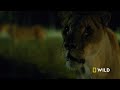 african savanna the fight for survival full episode dead by dawn