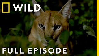 African Savanna: The Fight for Survival (Full Episode) | Dead by Dawn