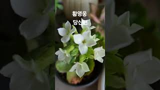 꽃과함께하는 #오키네 #황영웅 #당신편