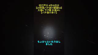 旧江戸川 4月10日分【24年版バチ抜け調査62】大潮4 下げ潮 水温14℃【バチ抜けあり】#旧江戸川シーバス #バチ抜けシーバス #ベイトシーバス #東京湾奥シーバス