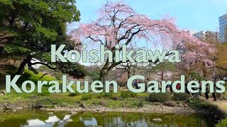 Koishikawa Korakuen Park　小石川後楽園の桜