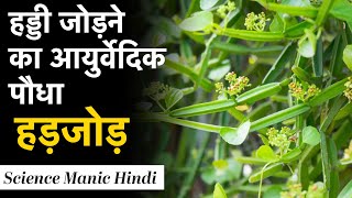 हड्डियों का दोस्त हड़जोड़ | हड्डी जोड़ने का आयुर्वेदिक पौधा | Best plant for bones | Science Manic