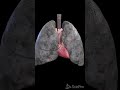 Stop smoking! Anatomy of a smoker´s lung.  #anatomy #meded #3danimation