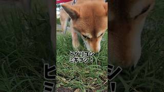 モモの痕跡 her traces #shorts #dog #柴犬